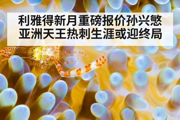 利雅得新月重磅报价孙兴慜亚洲天王热刺生涯或迎终局